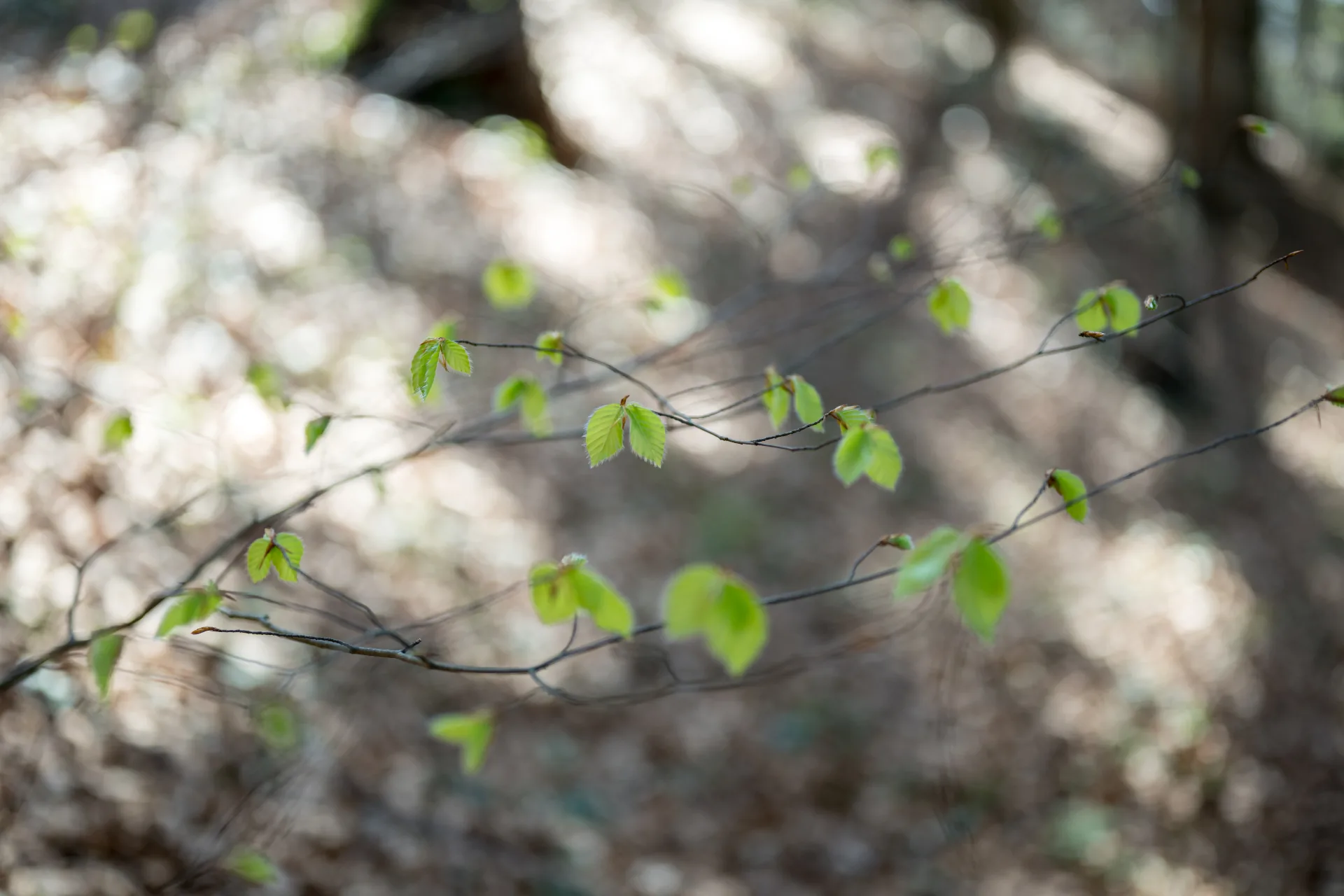 Zarte Blätter im Wald